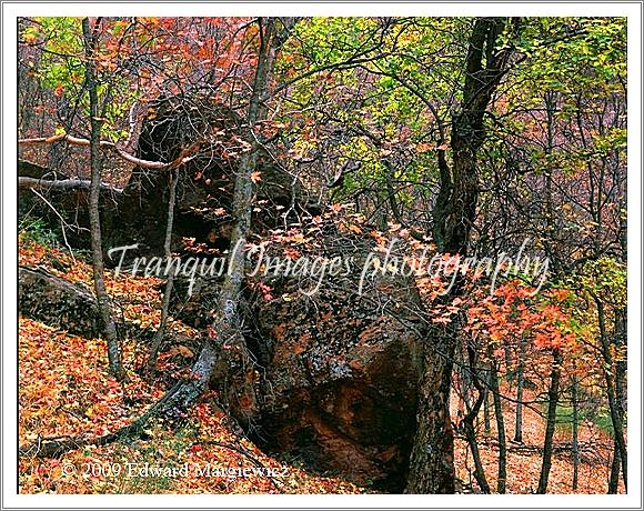 450611   Fallen Rock amist Zion Colors Utah